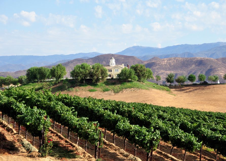 Cabernet Sauvignon vines stretch into the distance in Temecula, California. Image shot 2011. Exact date unknown. - Rancho RV Sites